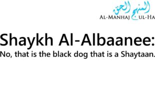 Is The Black Cat A Shaytaan? – Answered by Shaykh Al-Albaanee