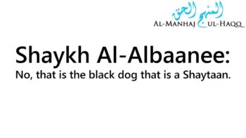 Is The Black Cat A Shaytaan? – Answered by Shaykh Al-Albaanee